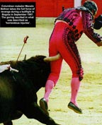 bull